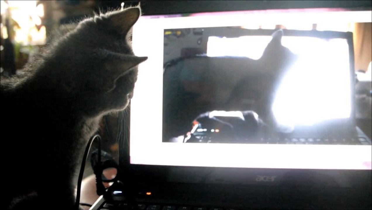 Ti chaton decouvre l'ordinateur