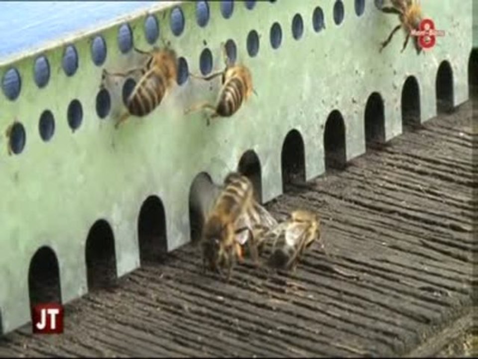Apiculture : Réintroduction des abeilles noires (Cluses)