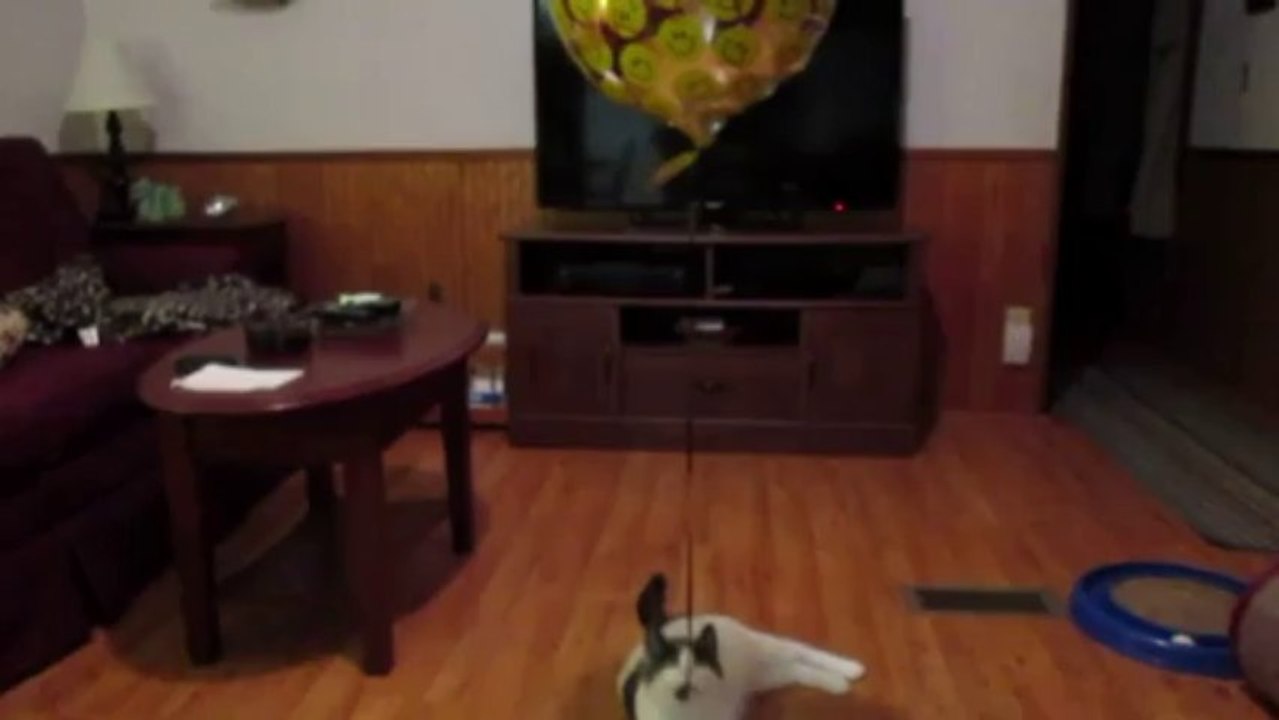 Paws and the Balloon