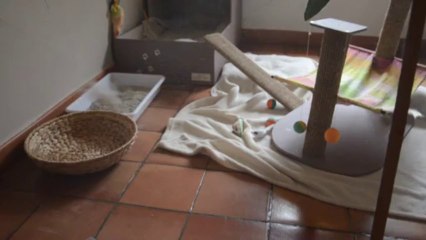 jeu petite femelle et élastique