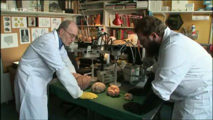 En plongée avec les cachalots