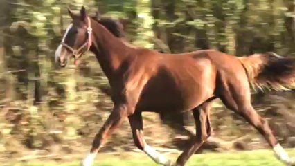 CALLING POLE UN BEAU MODELE