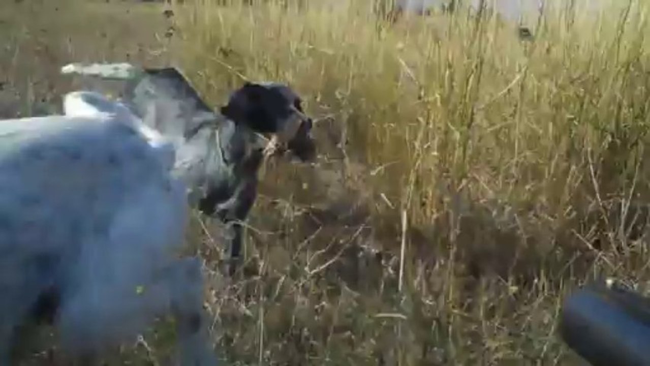 Setter..KORSAN &  LENA