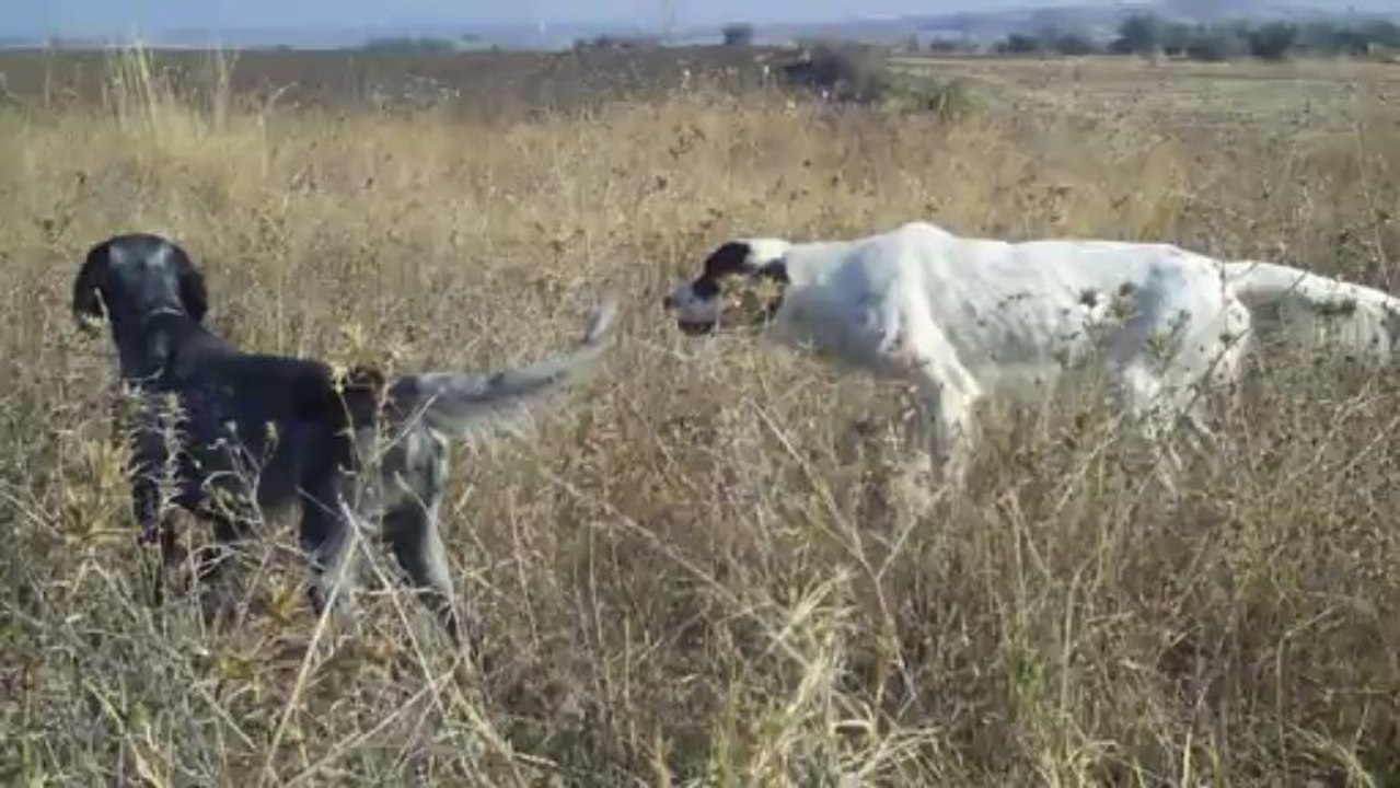 Setter ..KORSAN & LENA