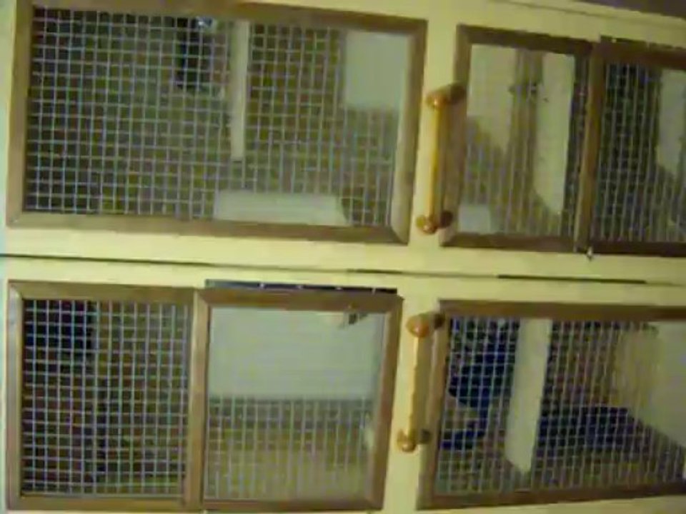 Nouvelle cage de Chocobo