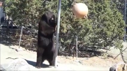 мече си игра со топка