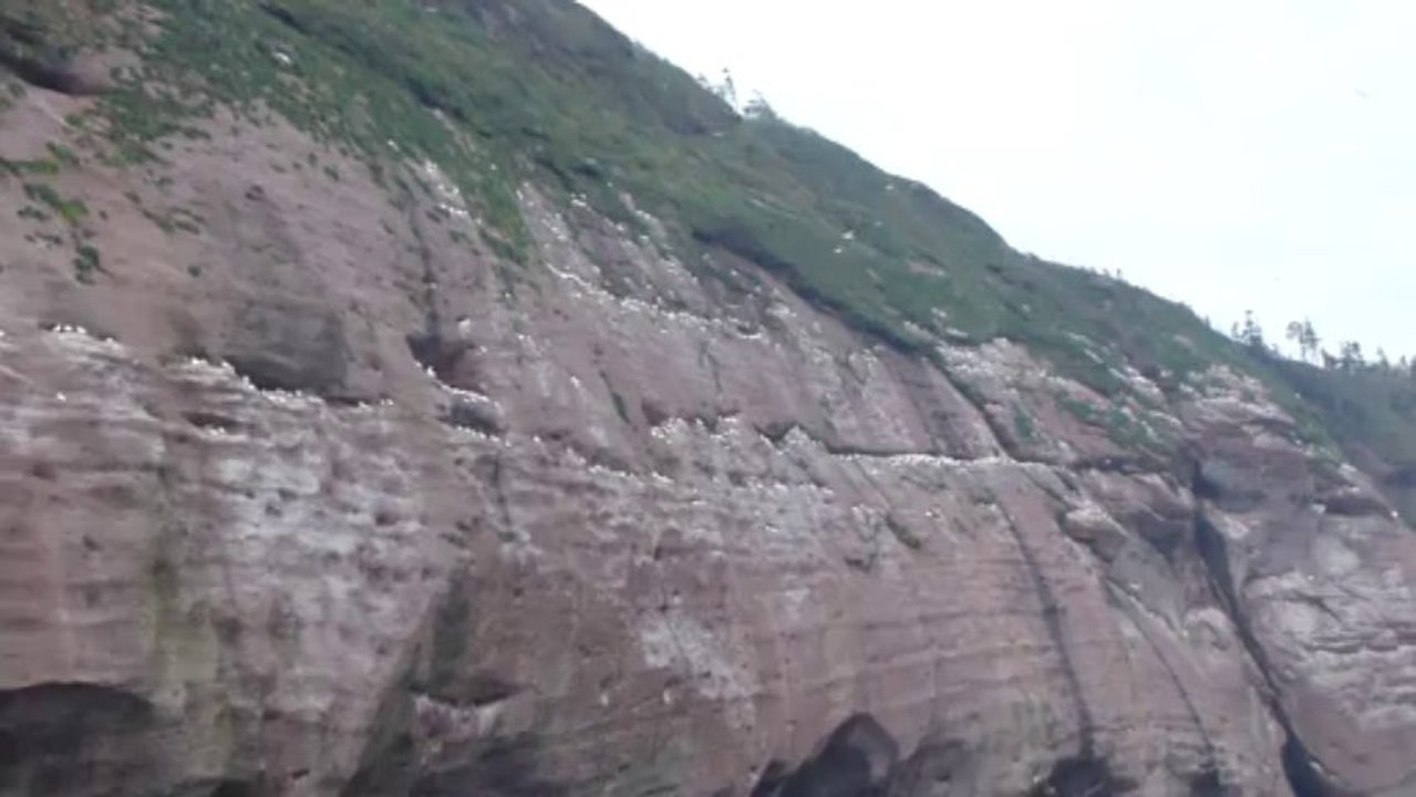 Île Bonaventure et fous de bassan