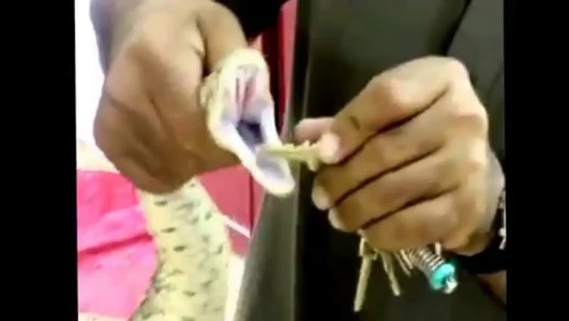 شاهد.. ماذا حدث لشاب سعودي حاول نزع أنياب أفعى!... لدغته