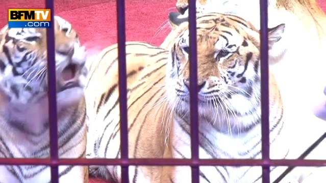 Le Cirque d'hiver lance sa nouvelle saison - 12/10