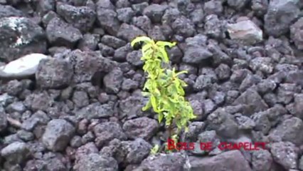 Coulée 2001: A Geological Event