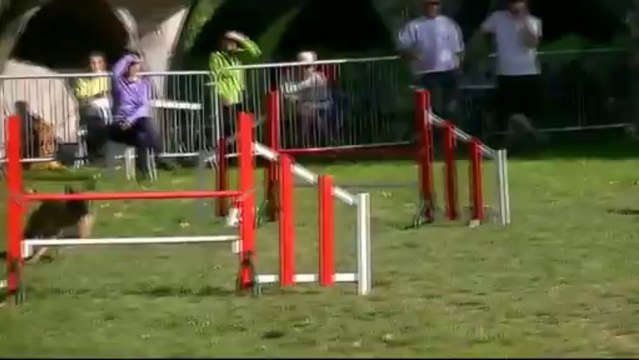 Fantasia - Agility Bours - 1er degré
