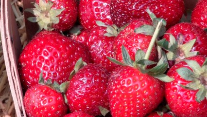 How to harvest strawberries