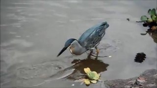 Akıllı kuş bisküvit ile balık yakalıyor