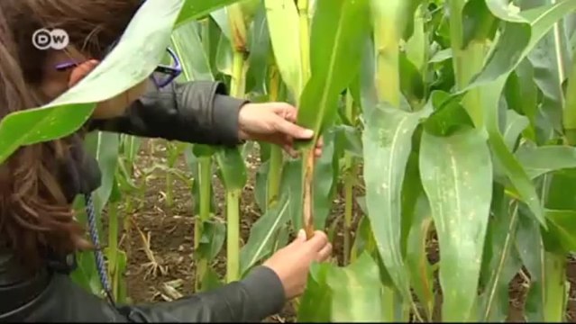 Modelos de pronósticos para agricultores - alimentos sostenibles para todos | Visión futuro