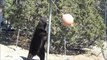 Un ours noir joue seul avec une bouée attachée!! Animal Ark - Reno, Nevada