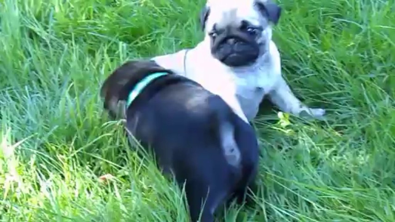 Les chiots lors de leur première balade dans le jardin.
