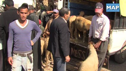 سوق أضاحي العيد بين وفرة العرض وتباين الثمن حسب الطلب والجودة