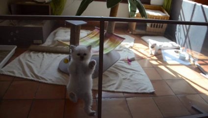 gros père qui fait le mur !