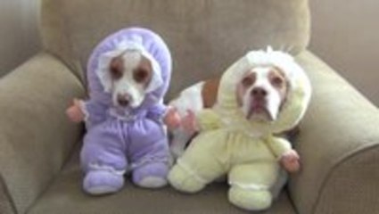 Ridiculously cute dog shaming