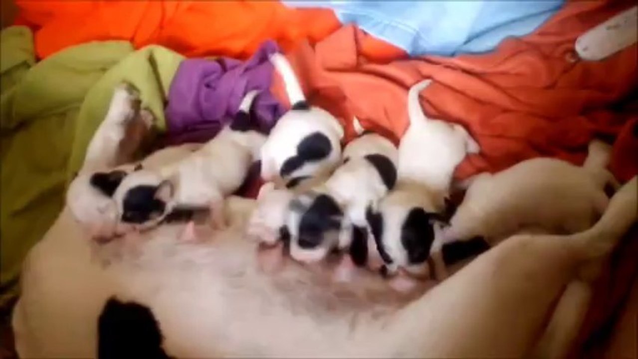 chooky et ces chiots