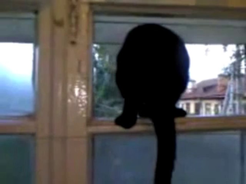 Un chat qui aboie quand on ne le regarde pas