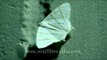 White in peace, Yellow to tango: Ziro moths