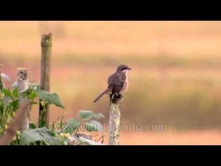 Tibetan Shrike preens in Arunachal Pradesh