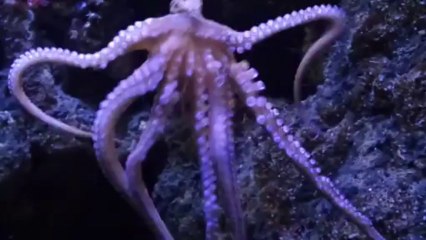 Behold the Dancing Octopus