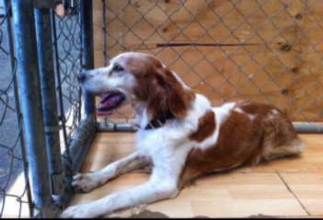 Nos chiens à l’adoption *octobre 2013*