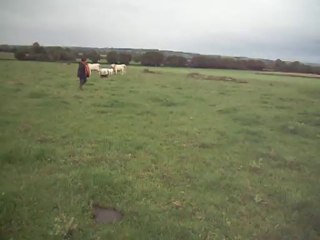 HOBBY 11 MOIS BOVINS 01