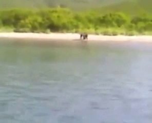 Ours tente de pêcher un poisson