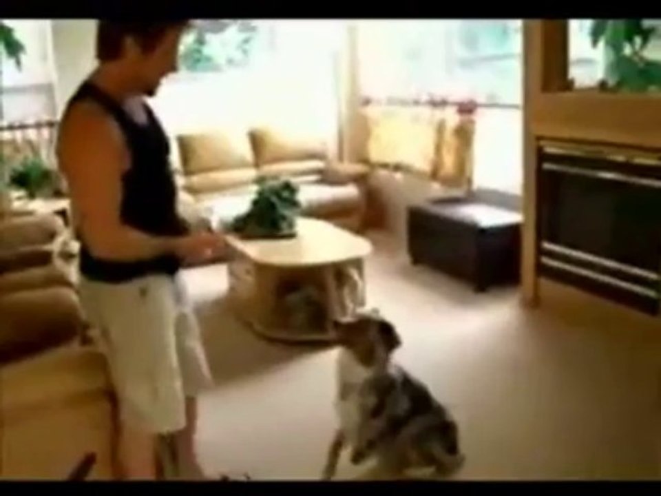 Incredible Dog Tricks