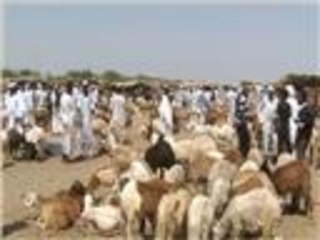 اشتعال أسعار الأضاحي في السودان