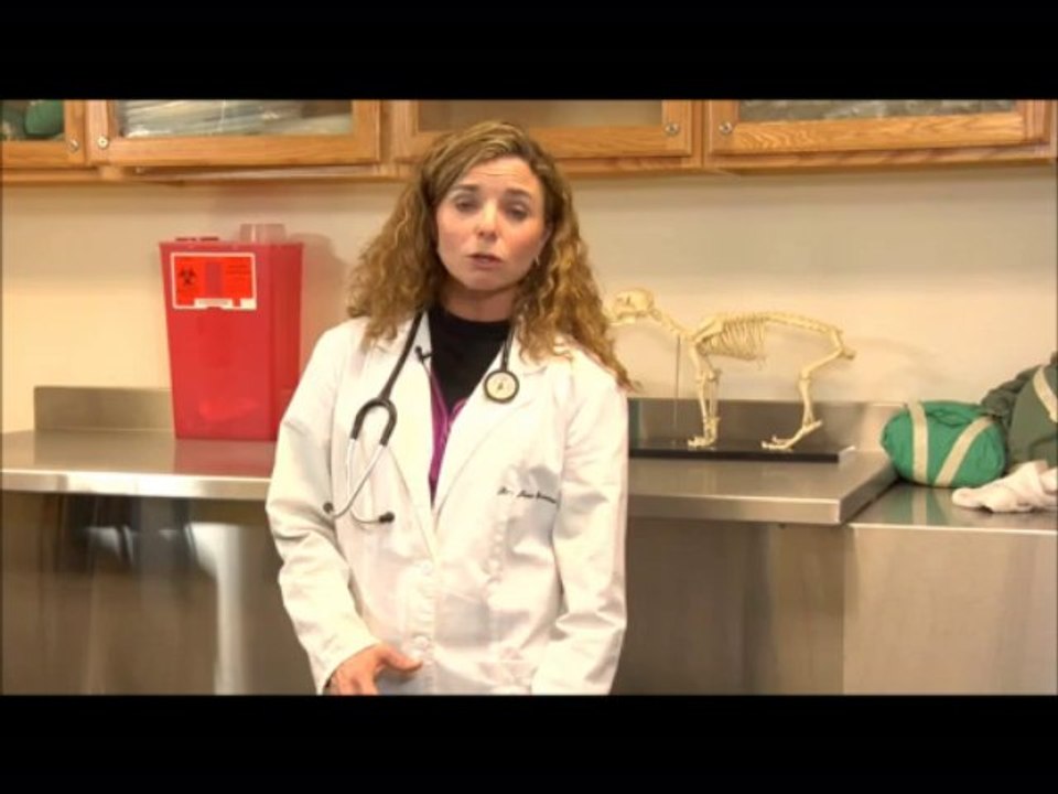 hip dysplasia & Lifevantage canine health