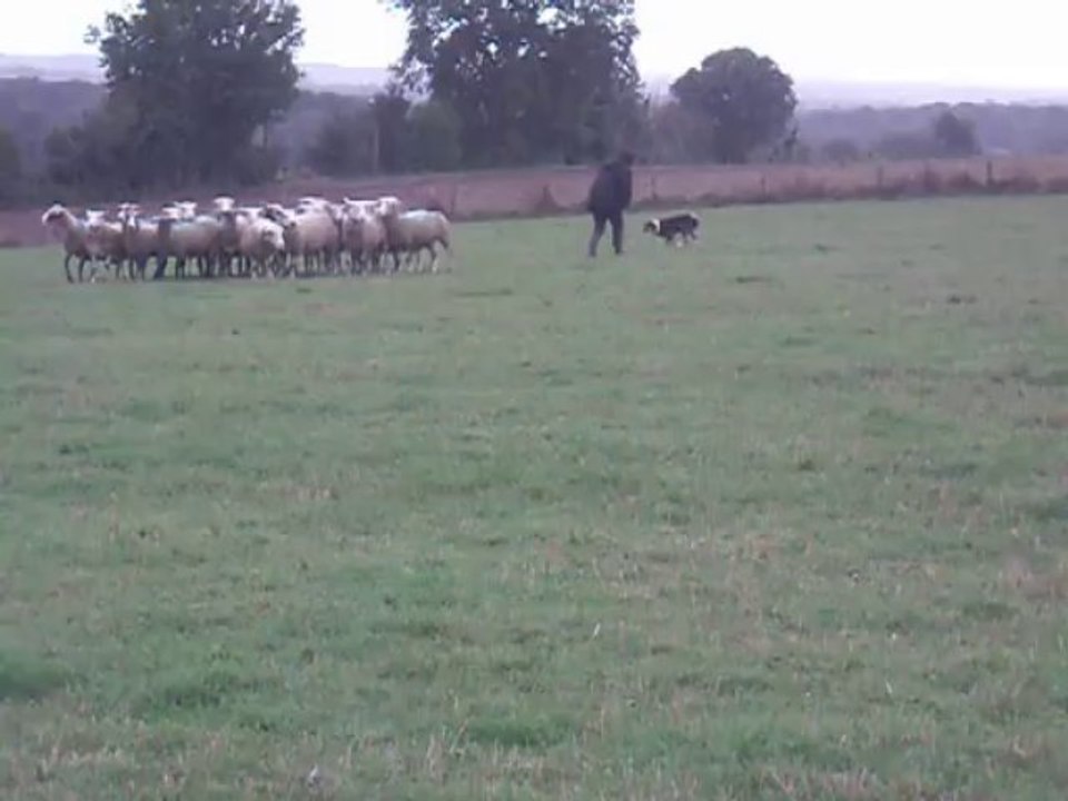 HOBBY 11 MOIS OVINS 02