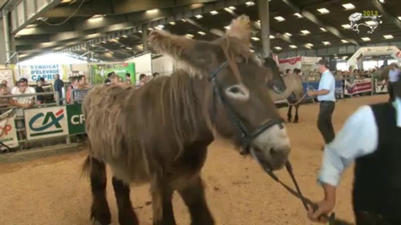 races mulassières du Poitou : 2013 Festival de l'élevage et de la gastronomie à Parthenay