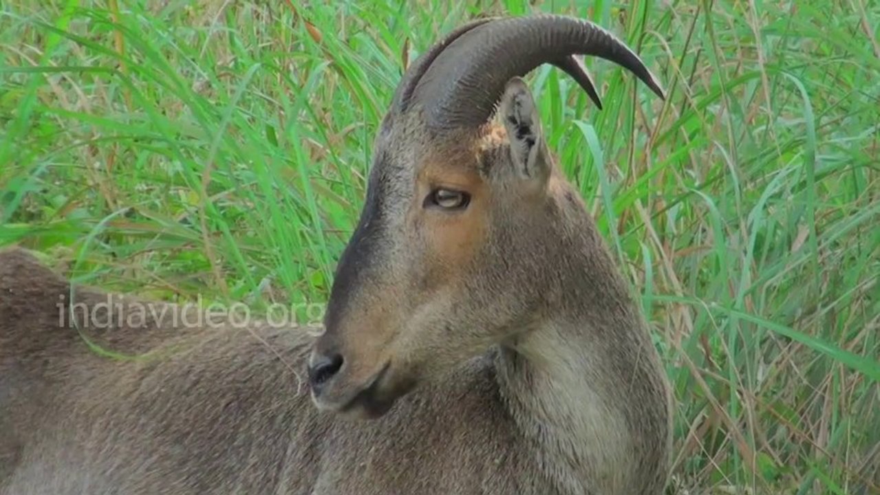 Nilgiri Tahr Tamilnadu