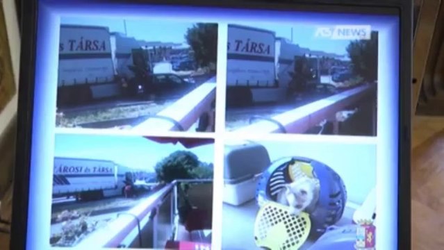 TRAFFICO D'ANIMALI, VETERINARI INDAGATI