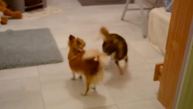 Alors chérie, heureuse ? Mariage de Galice et Eros, chihuahua PL, le 14/10/ 2013