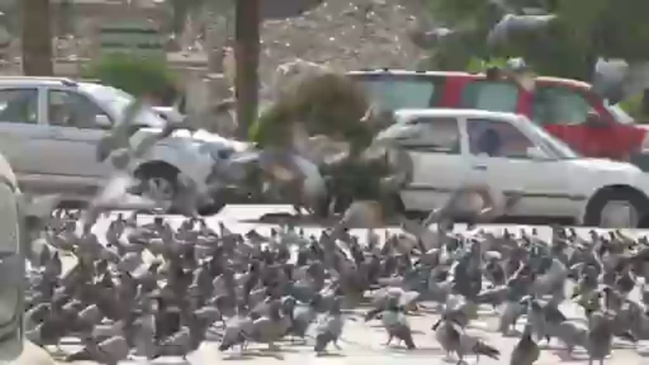 Pigeon in Makkah