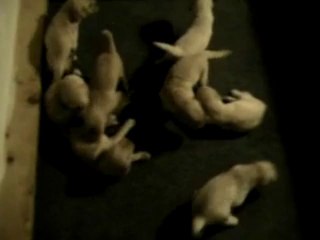 Goldendoodle breeders florida