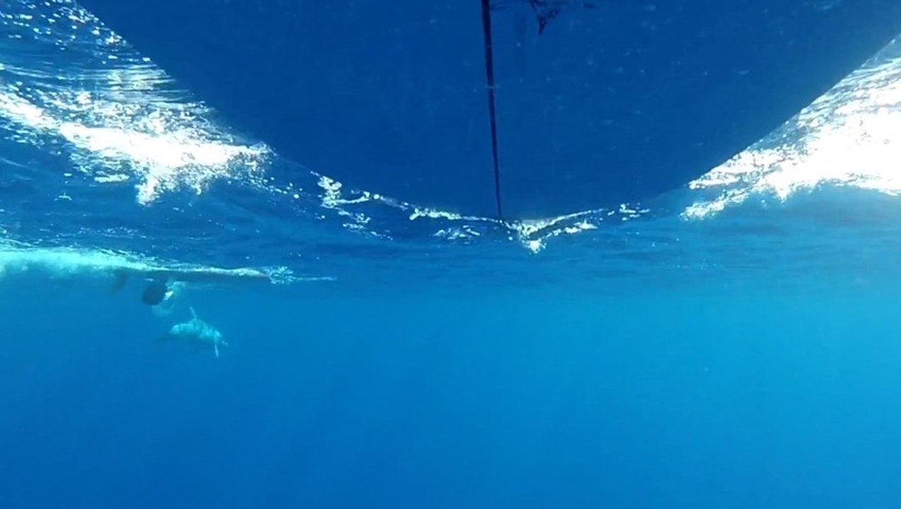 Dolphins love SUP - 2013