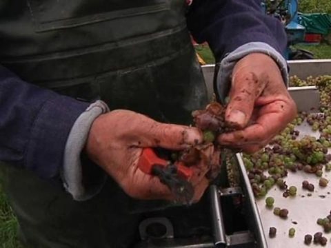 A Vouvray, les vendanges s'annoncent catastrophiques - 15/10