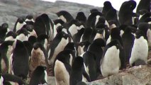 بعثة أسترالية تدرس مخلفات طيور البطريق في أنتركتيكا