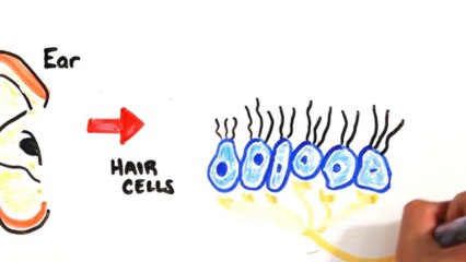 Quel âge ont vos oreilles