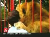 Le lion a le coeur tendre [une belle leçon de vie]