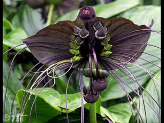 DEUTERONOMIO CAP 14 - A BIBLIA NA LINGUAGEM DE HOJE