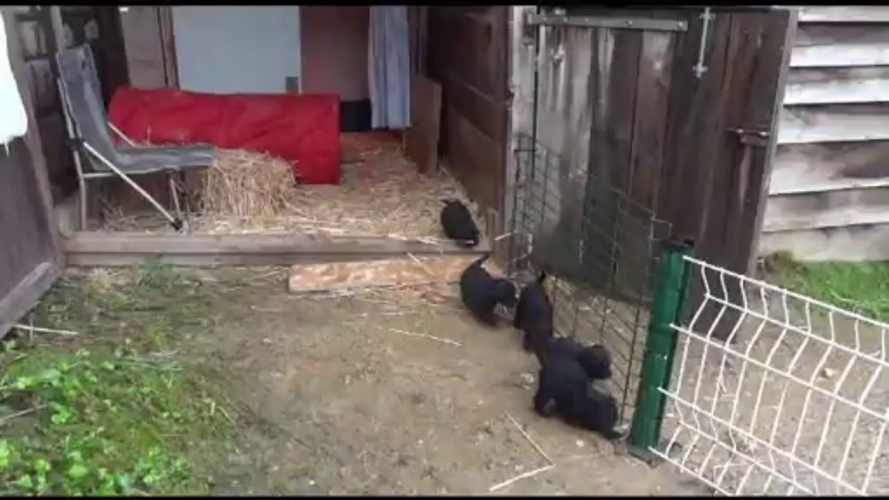 Chiots 5 sem. Gaby de Yupendi* Ker Kolann Athos