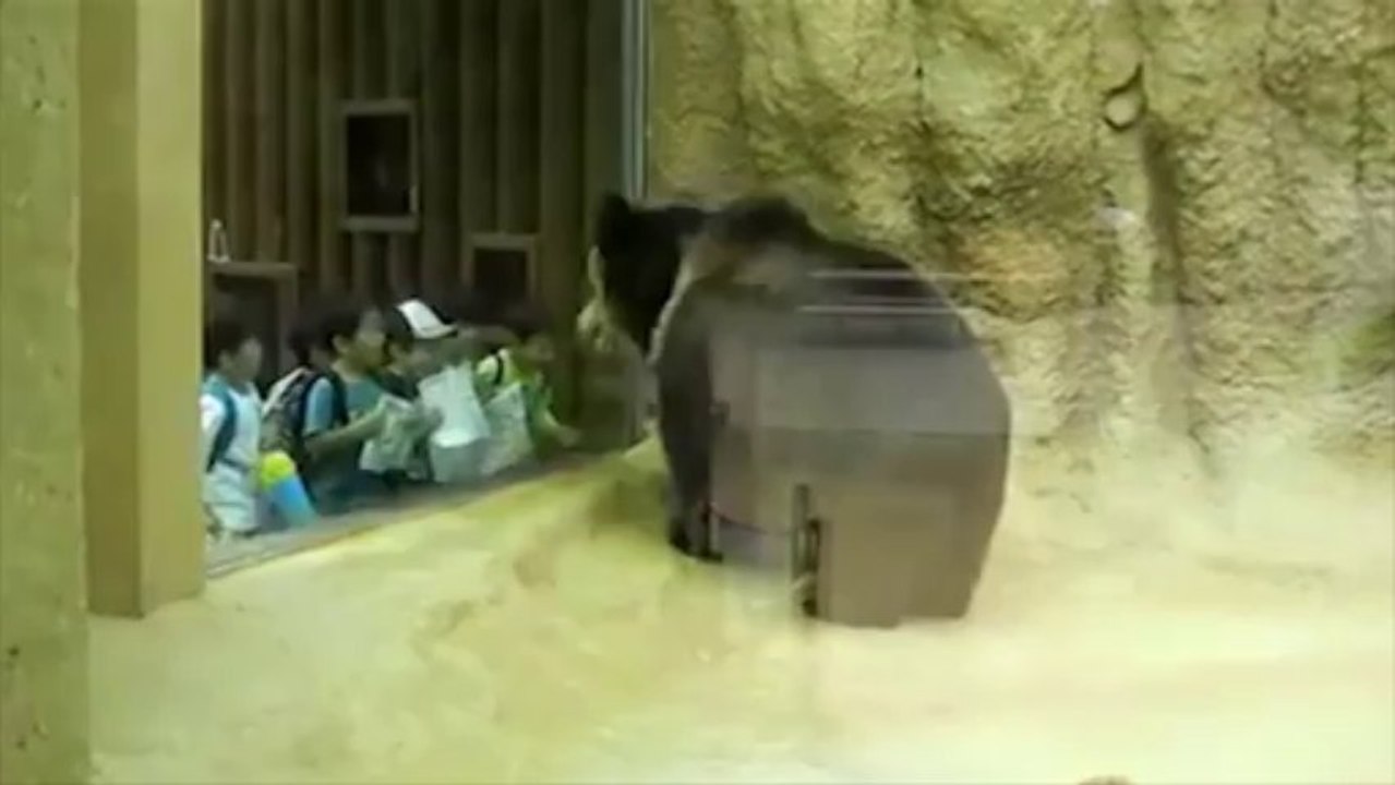 Rally Bear