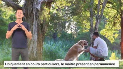 Comportementaliste canin